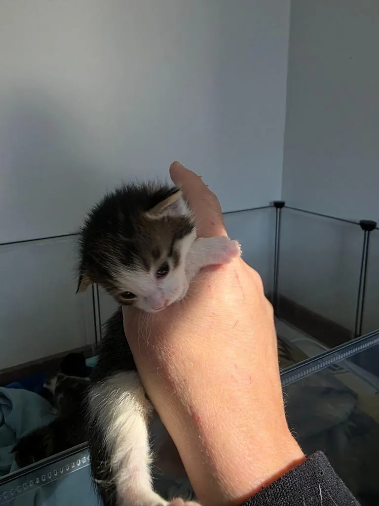 A baby medium-sized male Domestic Short Hair cat named Hopper for adoption in Johnson City, TN