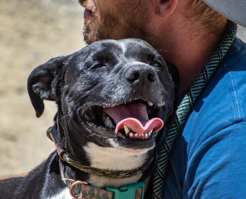 An adult small-sized female Boxer dog named Laika for adoption in Tehachapi, CA