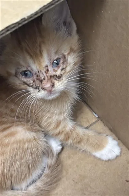 A baby medium-sized female Domestic Short Hair cat named Shayla for adoption in Dallas, TX