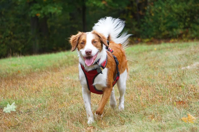 An adult medium-sized female Australian Shepherd dog named Ivy for adoption in Winthrop, MA