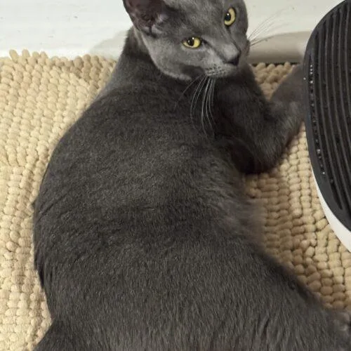 A baby medium-sized female Russian Blue cat named Stormy for adoption in Tampa, FL