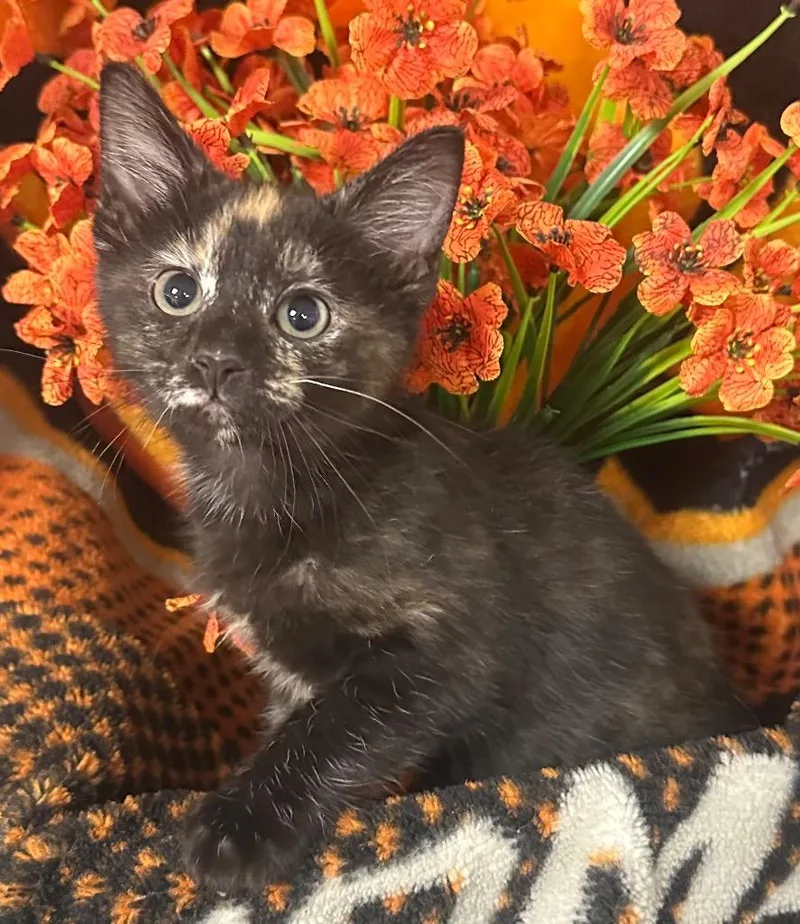 A baby small-sized female Domestic Short Hair cat named Dervio for adoption in Stillwater, OK