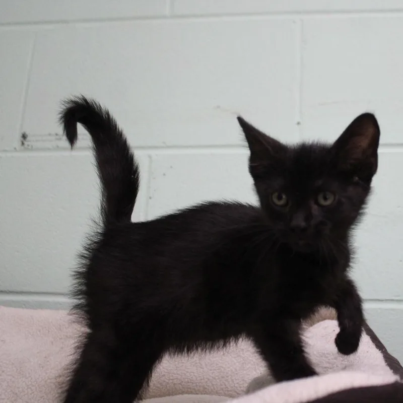 A baby medium-sized male Black Domestic Short Hair cat named Grady for adoption in Valley, AL