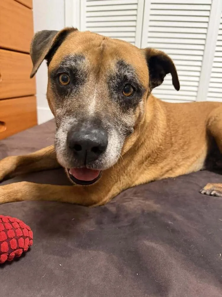 A senior large-sized male Hound dog named Loki for adoption in Melbourne Beach, FL