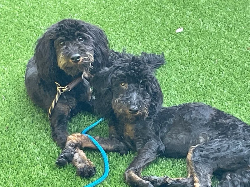A young medium-sized male Aussiedoodle dog named Reese for adoption in Sarasota, FL