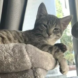 A baby small-sized male Gray / Blue / Silver Domestic Short Hair cat named Moxxie for adoption in Los Angeles, CA