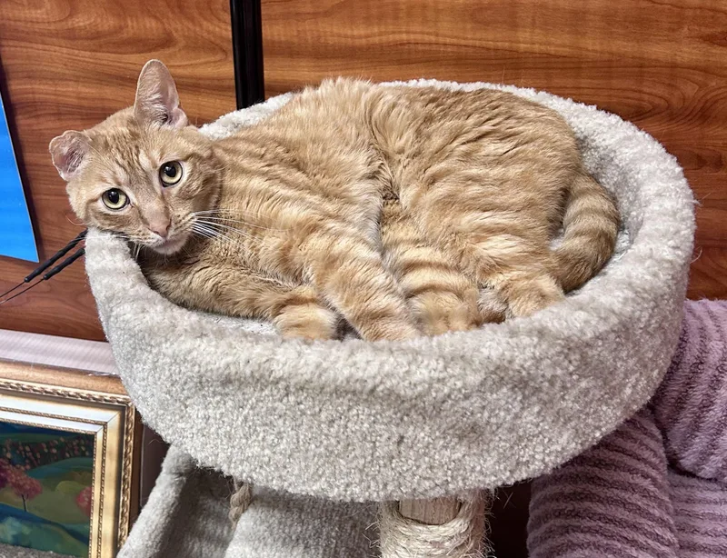 An adult large-sized male Orange / Red Domestic Short Hair cat named Abe for adoption in Huntley, IL