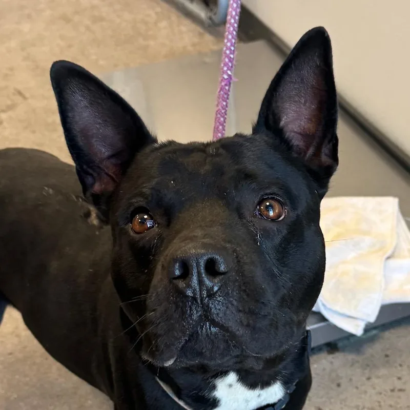 An adult medium-sized male Black Mixed Breed dog named Butch Angel Martinez for adoption in Las Cruces, NM