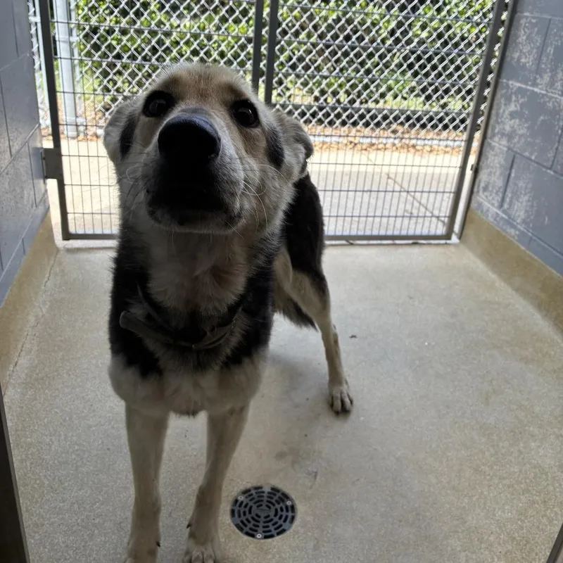 An adult medium-sized female Black German Shepherd Dog dog named Stella for adoption in Windsor, VA