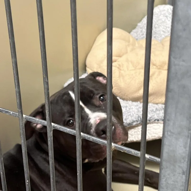 An adult medium-sized male Gray / Blue / Silver Mixed Breed dog named Carter for adoption in Philadelphia, PA