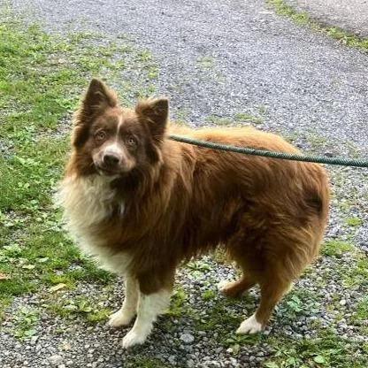 An adult medium-sized male Red / Chestnut / Orange Australian Shepherd dog named Hank for adoption in Alexandria, VA