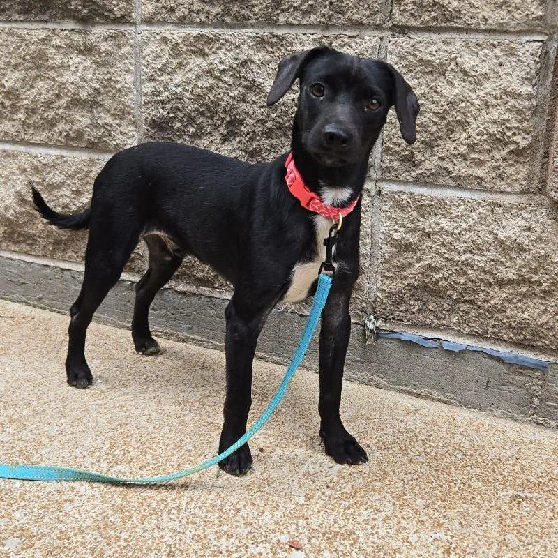 A young small-sized male Black Hound dog named Chip Ahoy for adoption in East Saint Louis, IL