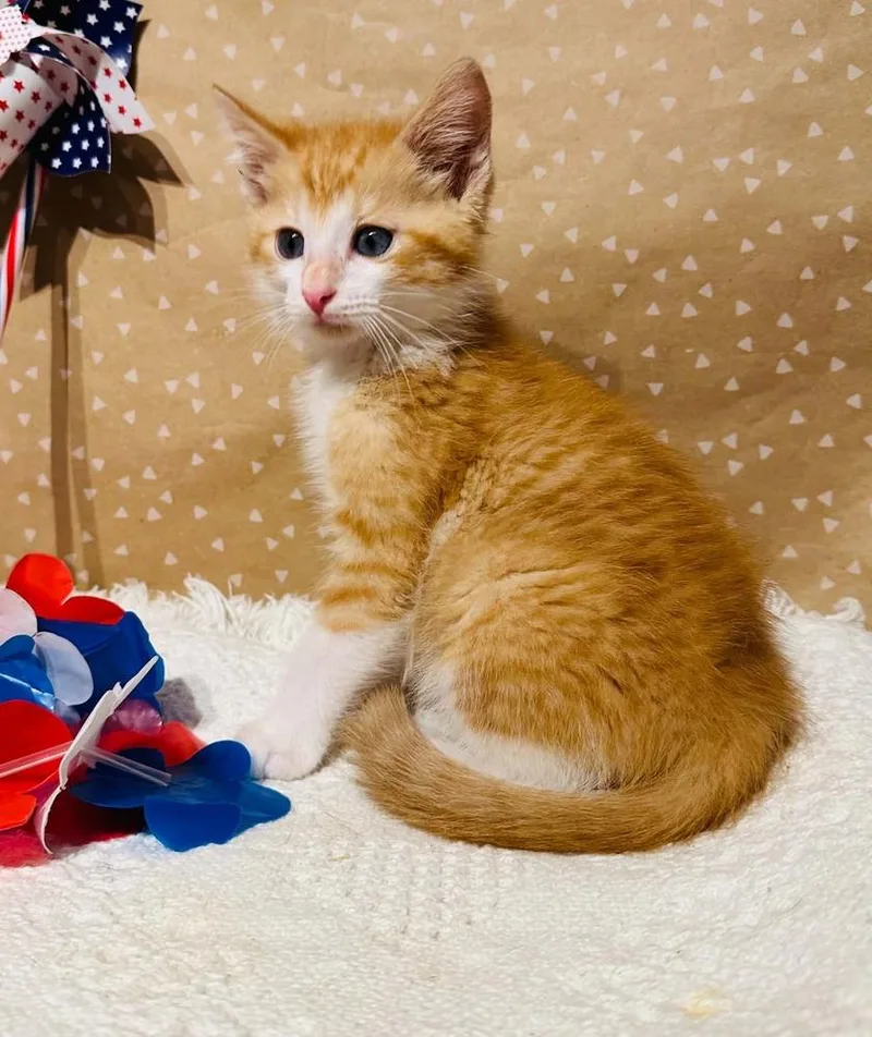 A baby small-sized male Domestic Short Hair cat named Tuck for adoption in Groveland, MA
