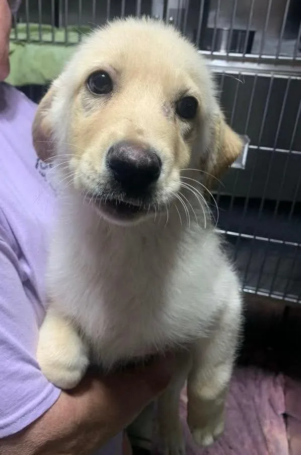 A baby medium-sized female Golden Retriever dog named Lady $ for adoption in Milwaukee, WI
