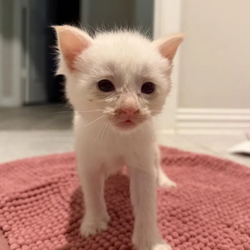 A baby small-sized male White Domestic Short Hair cat named Hyacinth for adoption in Springtown, TX