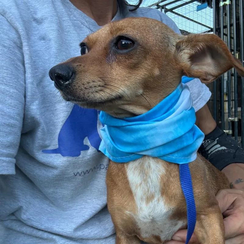 An adult small-sized female Brown / Chocolate Chihuahua dog named Bella for adoption in Aledo, TX