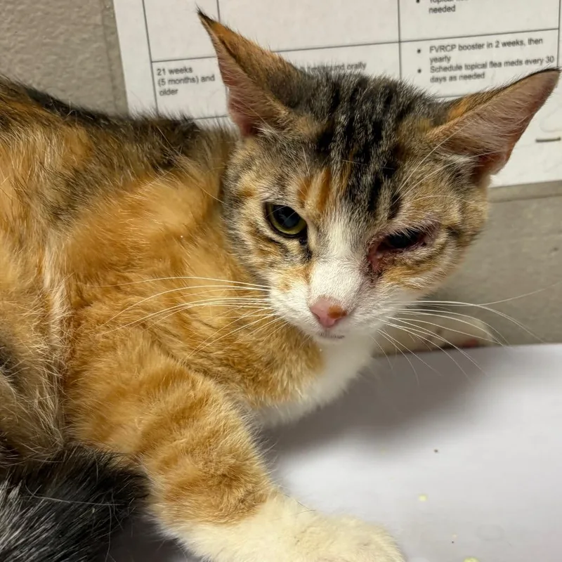 An adult medium-sized female Calico Domestic Short Hair cat named Sallie for adoption in Yuma, AZ