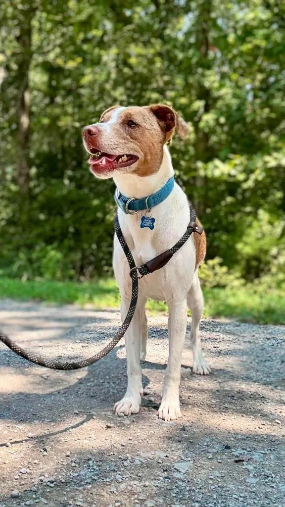 A young medium-sized male Terrier dog named Ace for adoption in Waverly, TN