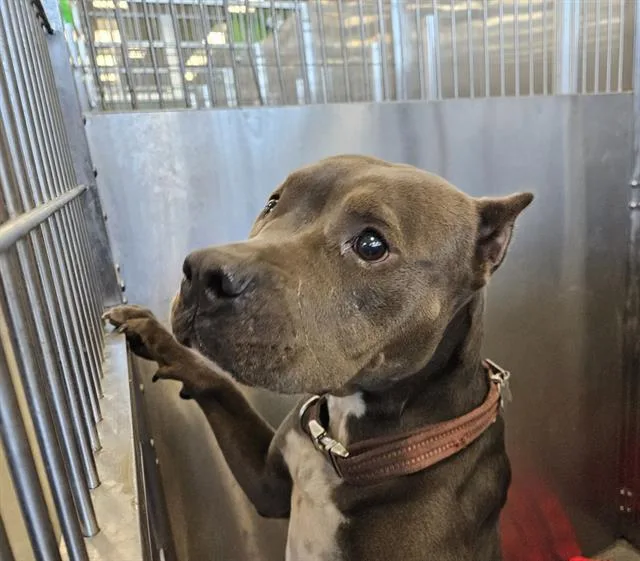 An adult medium-sized female Mixed Breed dog named Nala for adoption in Dallas, TX