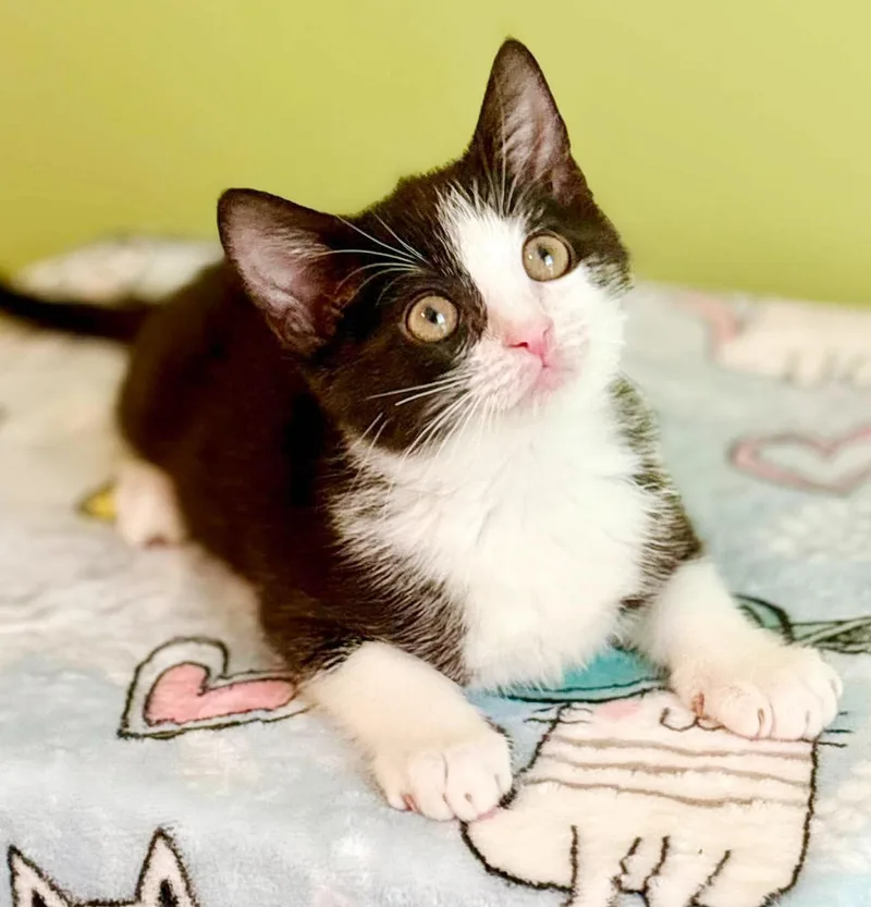 Bogey is baby brilliance thumbnail 4