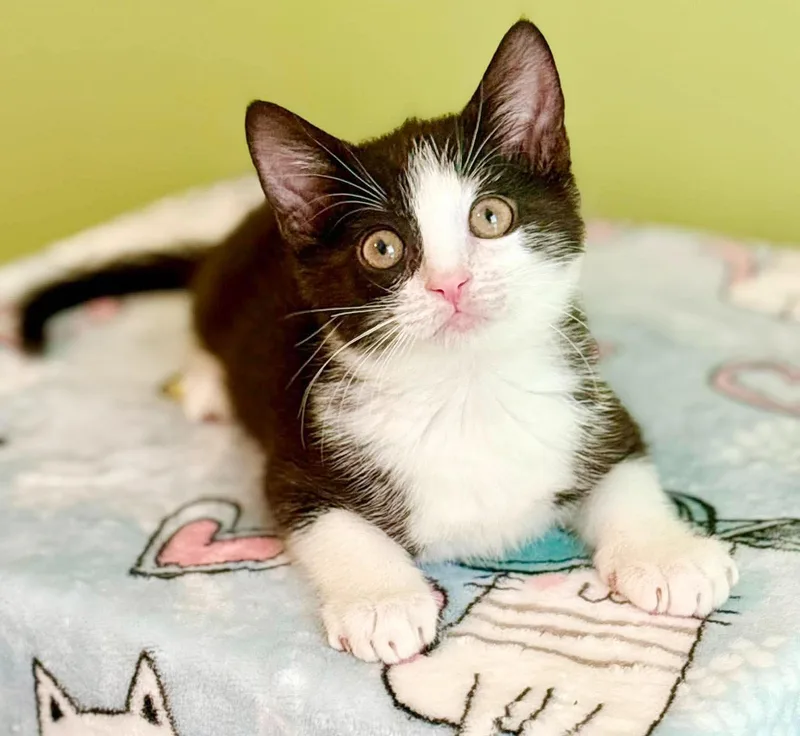 Bogey is baby brilliance thumbnail 5