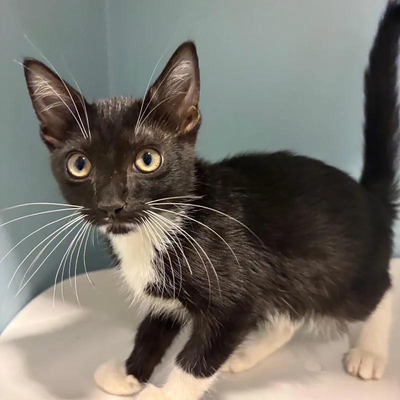 A baby small-sized male Black Domestic Short Hair cat named East for adoption in Chattanooga, TN