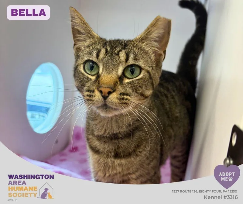An adult medium-sized female Tabby (Brown / Chocolate) Domestic Short Hair cat named Bella for adoption in Eighty Four, PA