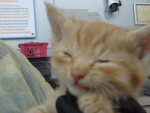 A baby medium-sized female Domestic Long Hair cat named Butterscotch for adoption in Dallas, TX