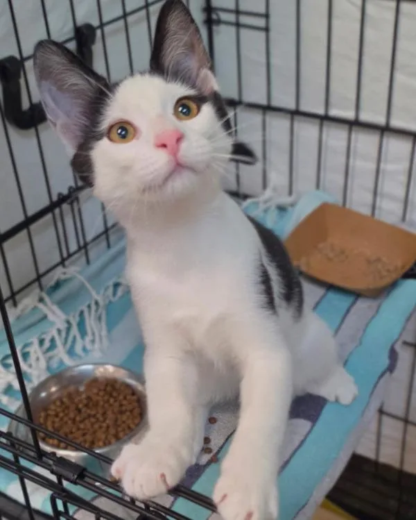 A baby small-sized male Domestic Short Hair cat named Oakley for adoption in Novato, CA