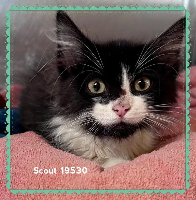 A baby medium-sized male Black & White / Tuxedo Domestic Short Hair cat named Scout for adoption in Marietta, GA