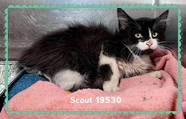 Scout thumbnail 4