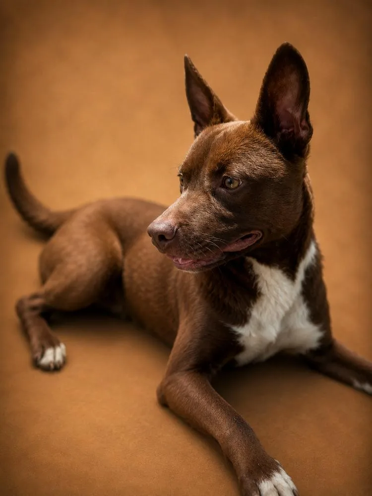 An adult medium-sized male Brown / Chocolate Pit Bull Terrier dog named Nugget for adoption in Chuckey, TN