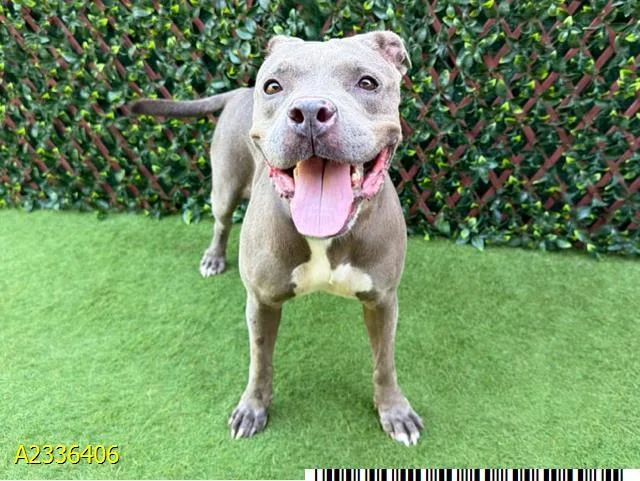 A young medium-sized female Mixed Breed dog named Katia for adoption in West Palm Beach, FL