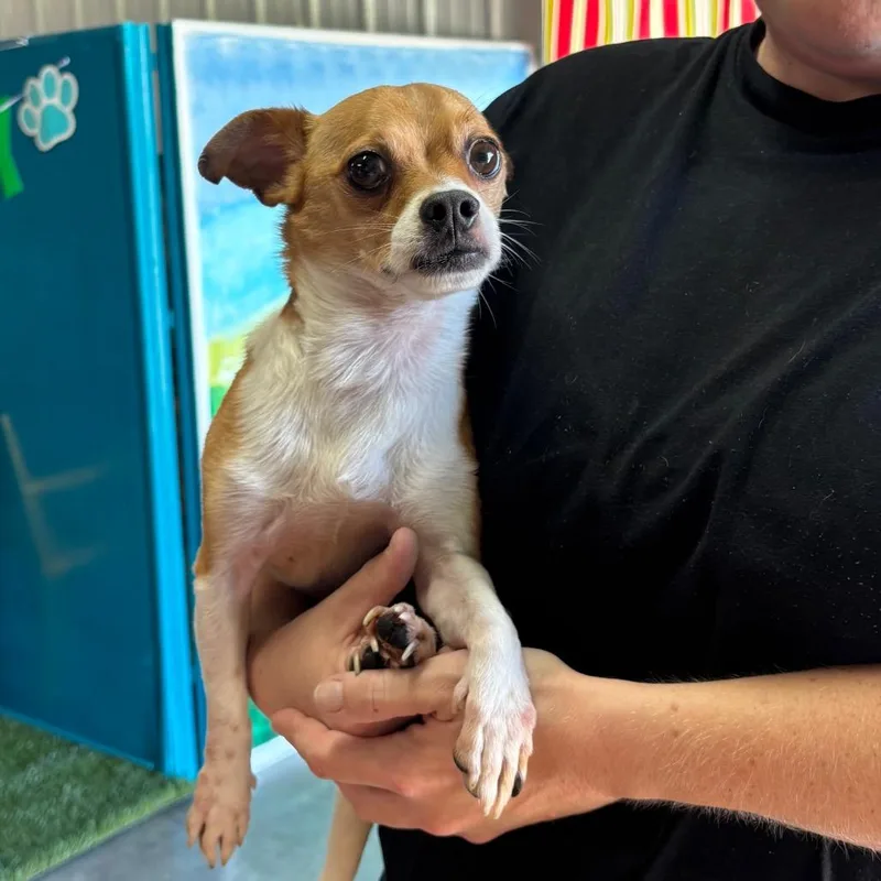 A senior small-sized male White / Cream Chihuahua dog named Mickey for adoption in Brookfield, MO