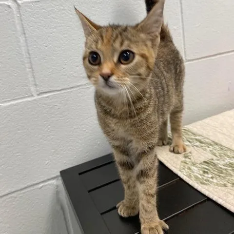 A baby small-sized female Buff / Tan / Fawn Domestic Short Hair cat named Nova for adoption in Dayton, OH