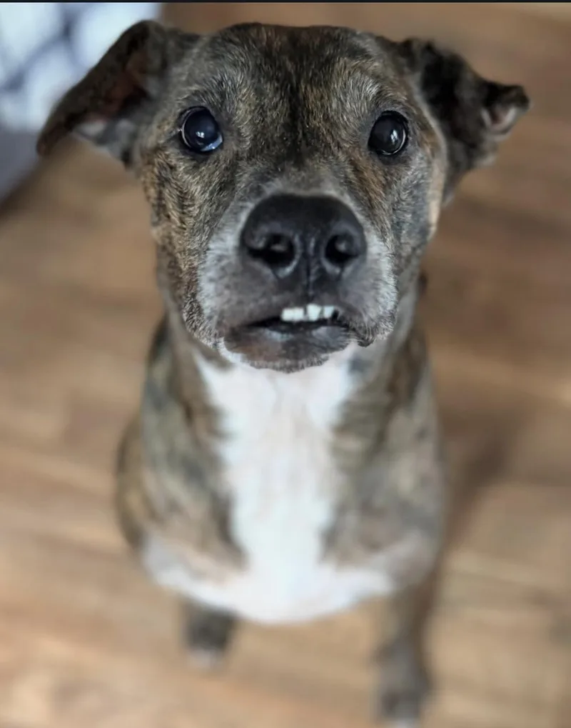 An adult large-sized female Plott Hound dog named Ava for adoption in Wills Point, TX