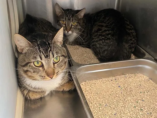 A young large-sized male Domestic Short Hair cat named Tugboat for adoption in Tustin, CA
