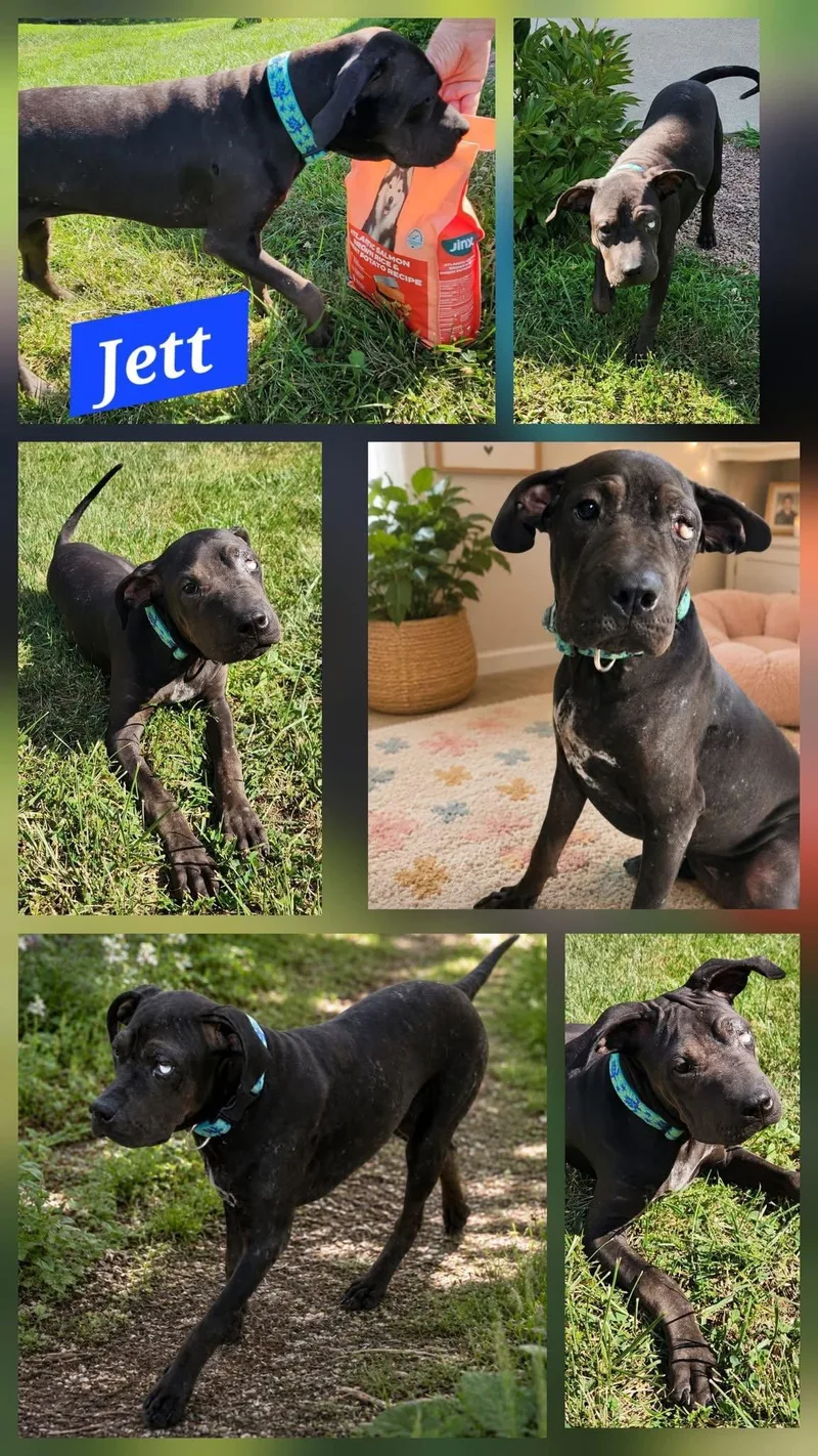 Jett thumbnail 3