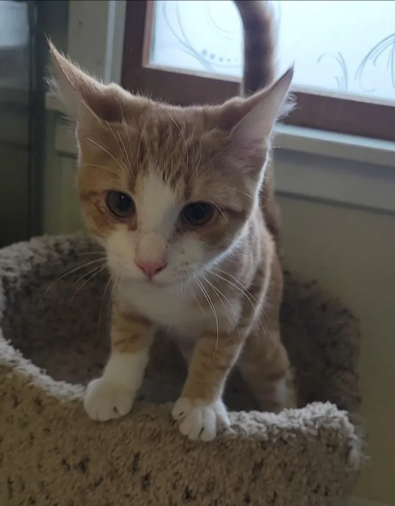 A baby medium-sized male Domestic Short Hair cat named Rowan for adoption in Sandusky, OH