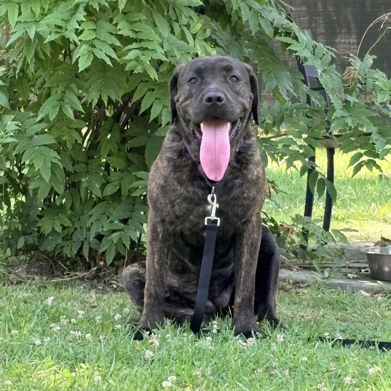 A young large-sized female Brindle Cane Corso dog named Athena for adoption in Allen Park, MI