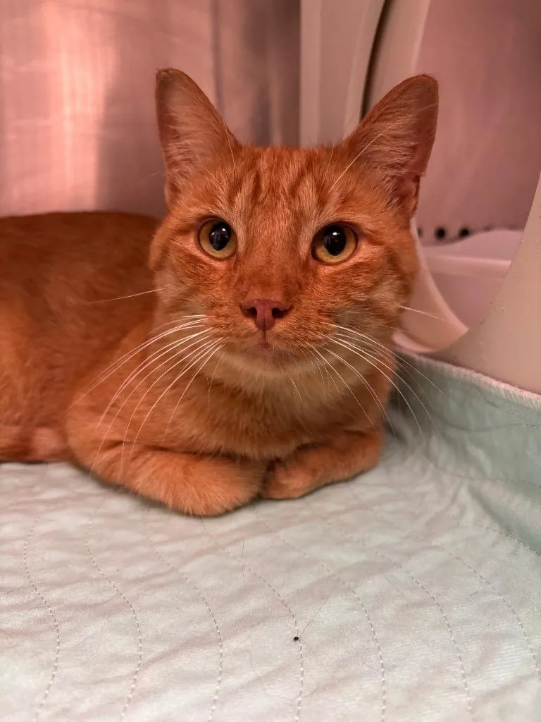 A young medium-sized male Domestic Short Hair cat named Gaston for adoption in Morgantown, KY