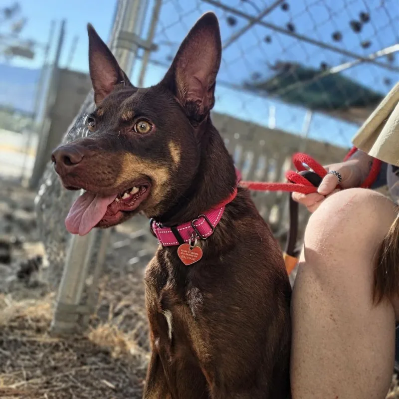 An adult medium-sized female Brown / Chocolate Mixed Breed dog named Envy for adoption in Medford, OR