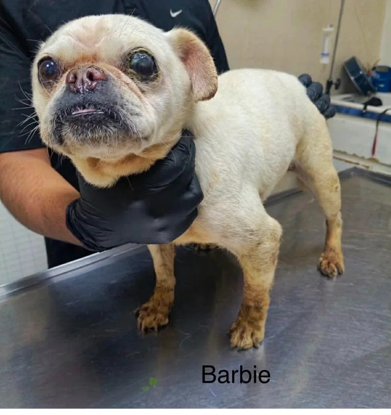 Barbie