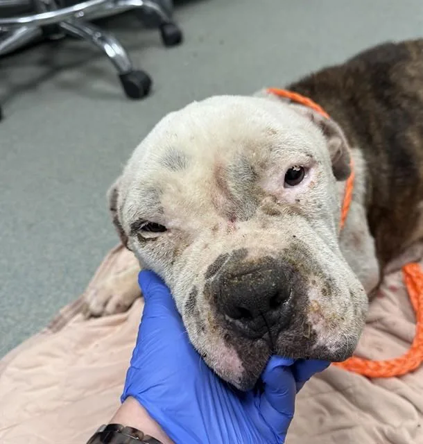 An adult large-sized female Pit Bull Terrier dog named Ziva for adoption in Ontario, CA