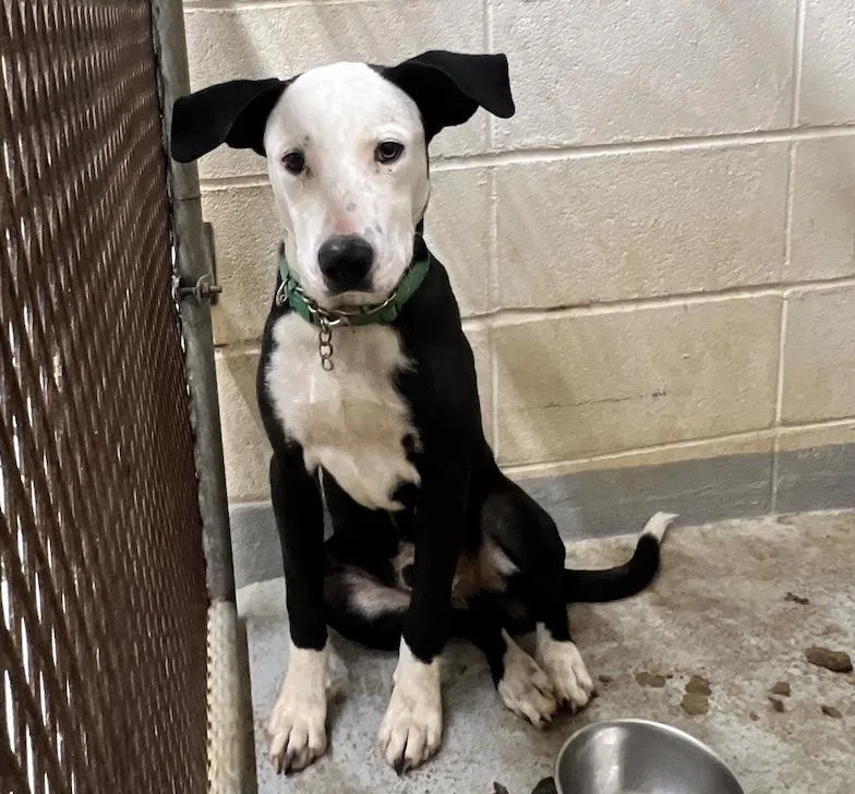 A baby medium-sized male Terrier dog named Bert for adoption in Hollister, MO