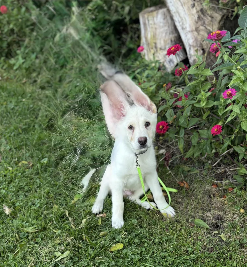 A baby large-sized male White German Shepherd dog named Blade for adoption in White Lake, MI