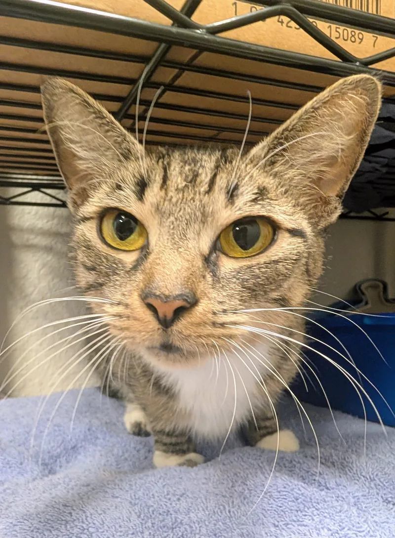 A young medium-sized female Tabby (Brown / Chocolate) Domestic Short Hair cat named Sakina for adoption in Palm Harbor, FL
