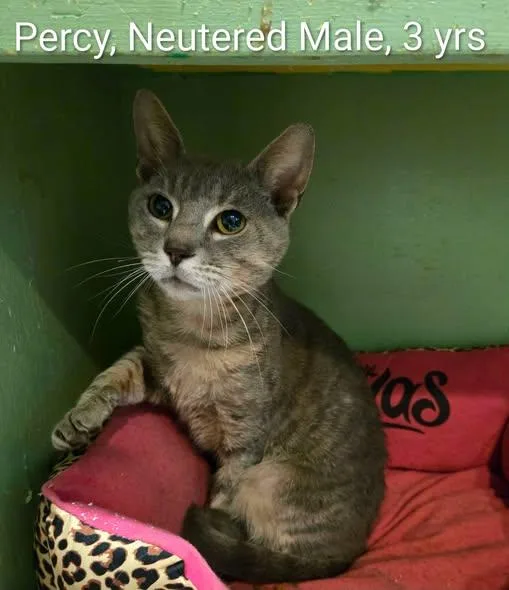An adult large-sized male Tabby (Gray / Blue / Silver) Domestic Short Hair cat named Percy for adoption in Amherst, VA