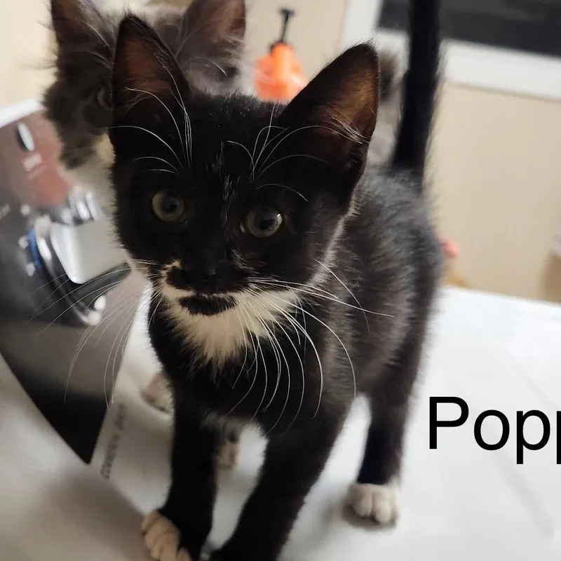 A baby small-sized female Black Domestic Short Hair cat named Poppy for adoption in Baker City, OR