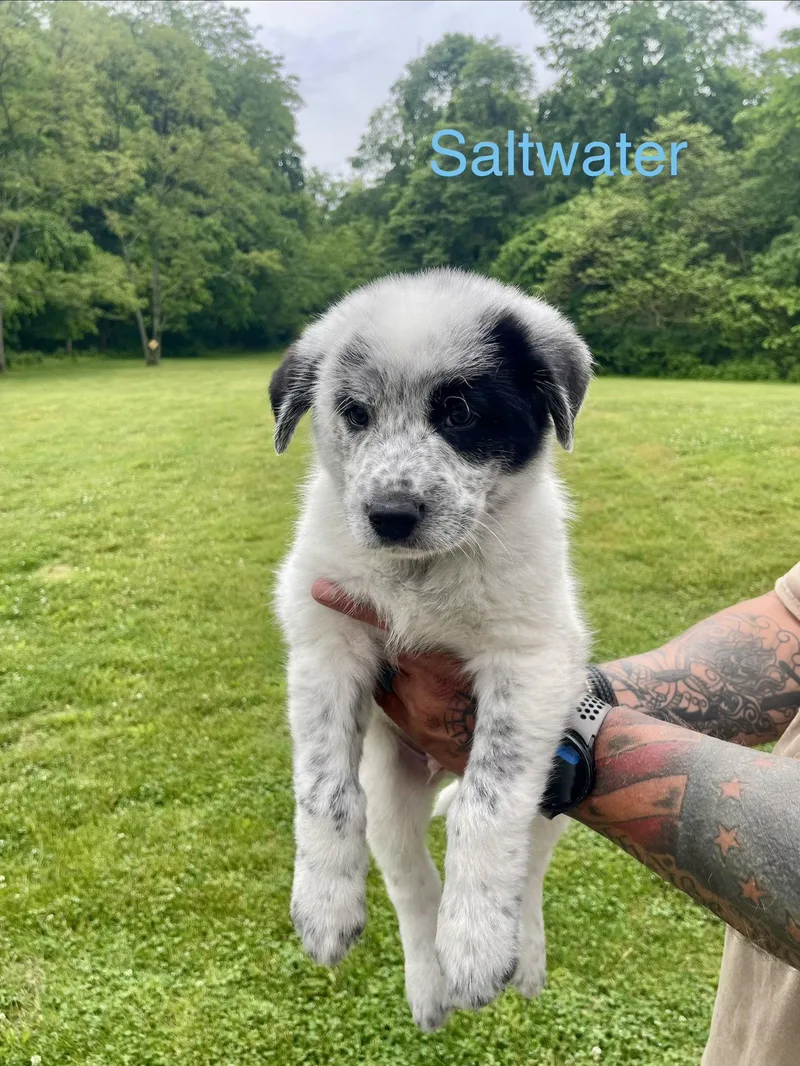 Saltwater